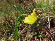 37 Pulsatilla alpina sulfurea, la prima che vedo quest'anno